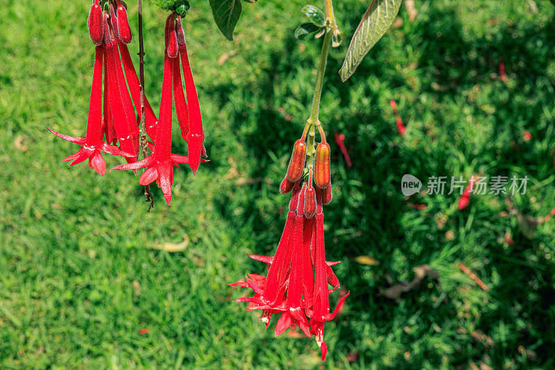 Bogotá, Colombia -  Fuchsia Triphylla or Fuchsia Thalia in the Morning Sunlight in the Garden